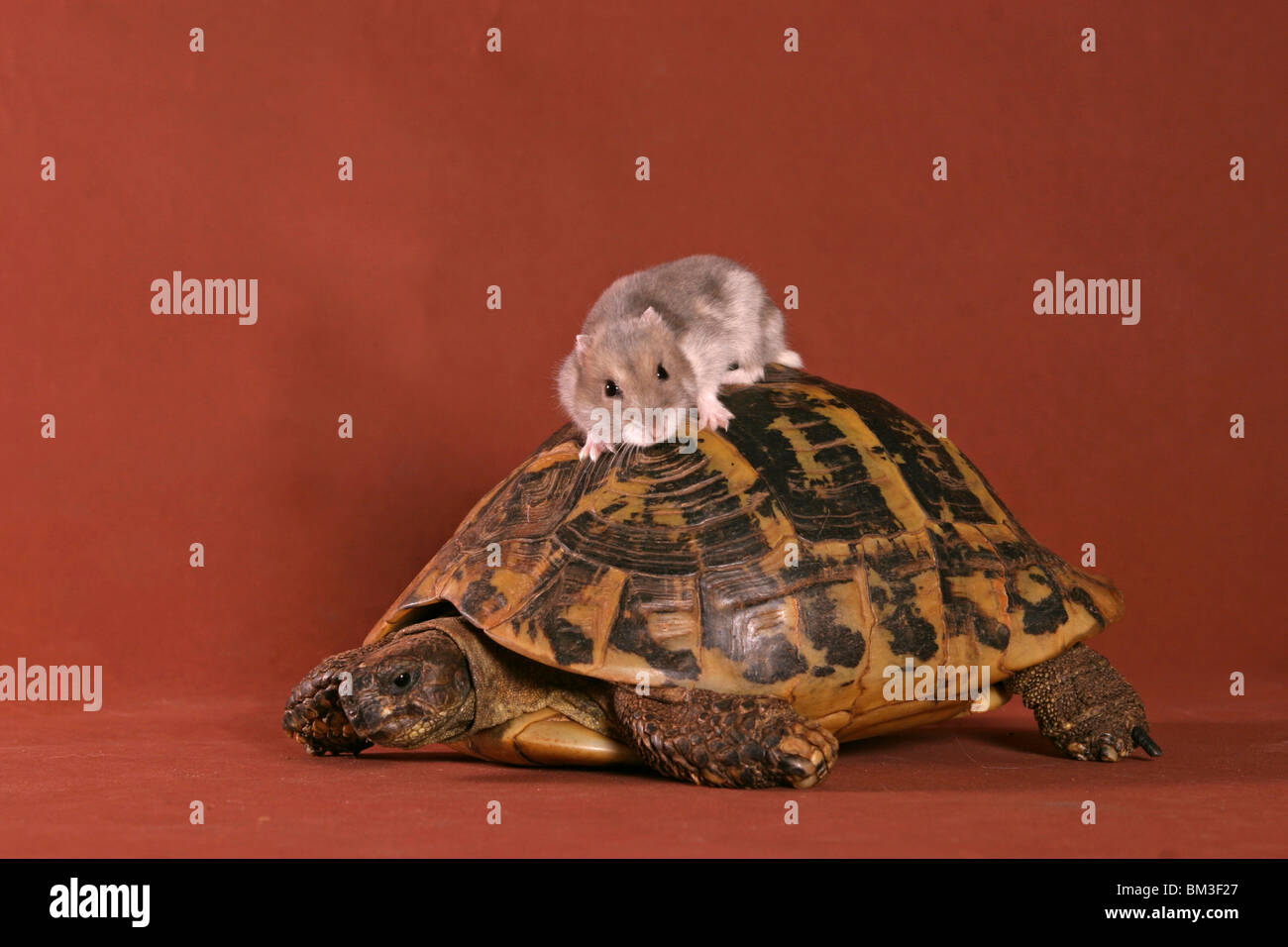 Hamster & Schildkröte / criceto & turtle Foto Stock