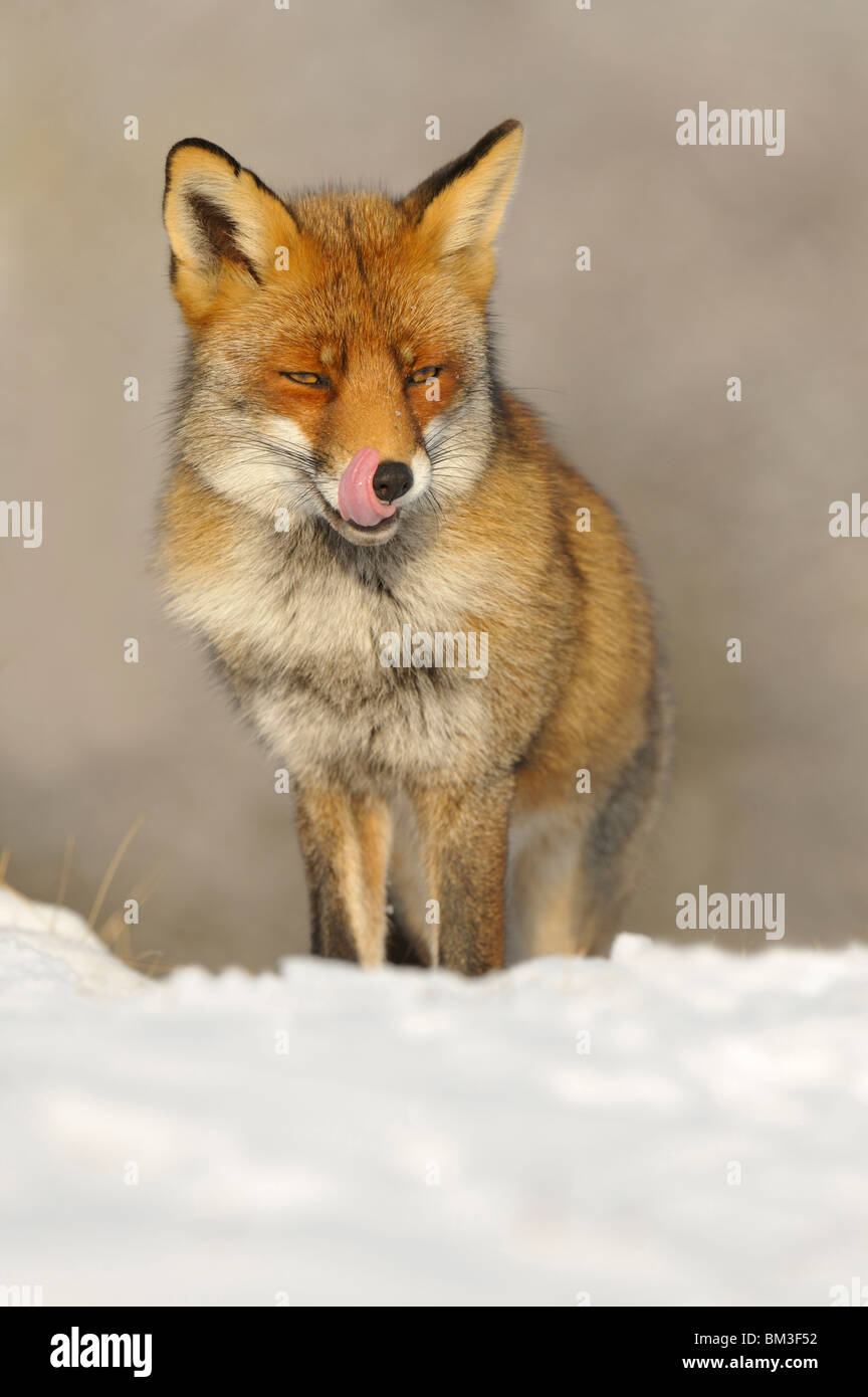Red Fox (Vulpes vulpes vulpes), maschio leccare il suo naso mentre in piedi nella neve, Paesi Bassi. Foto Stock