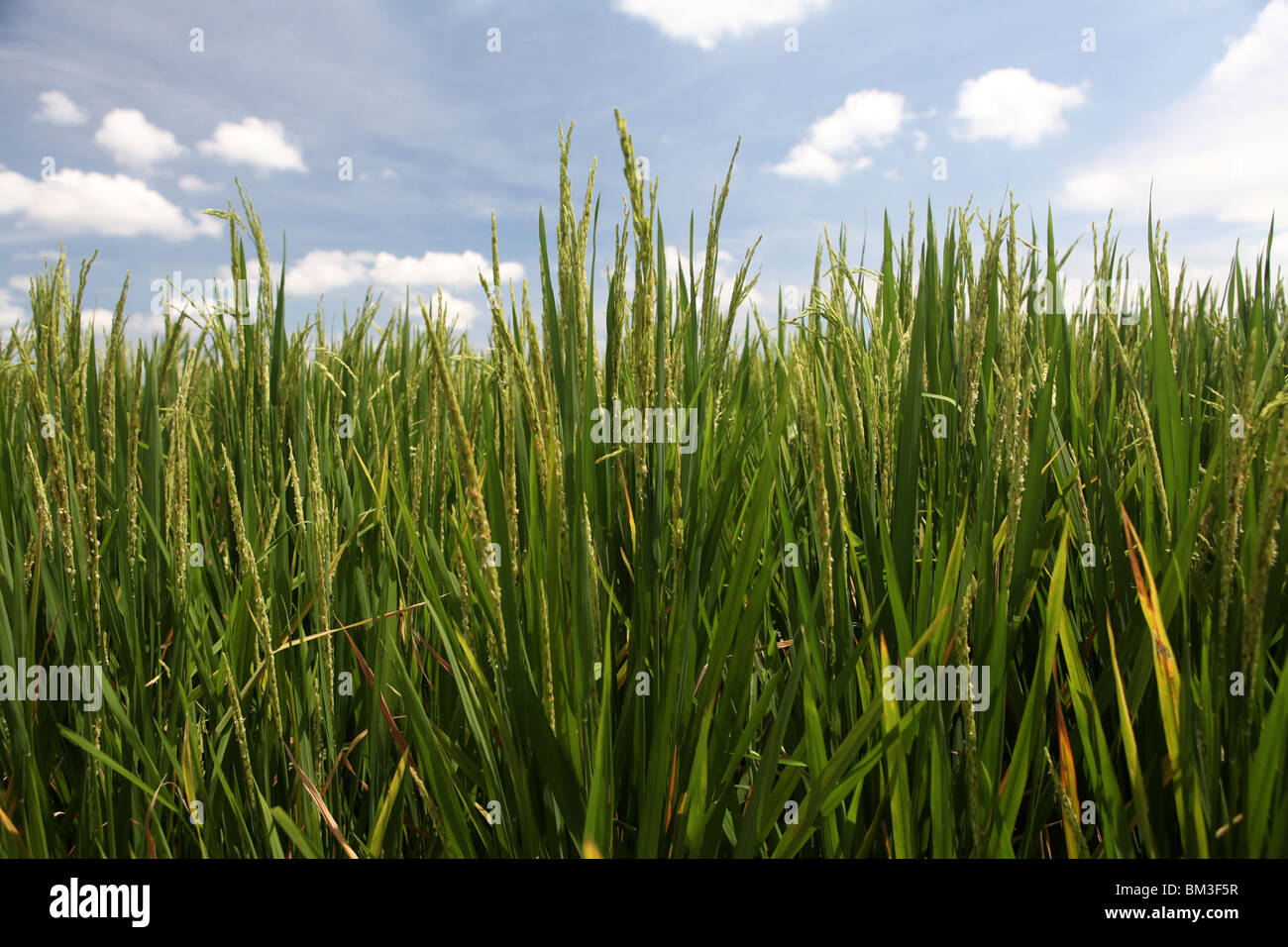 I campi di riso risoni nella campagna attorno a Ubud a Bali, Indonesia. Foto Stock