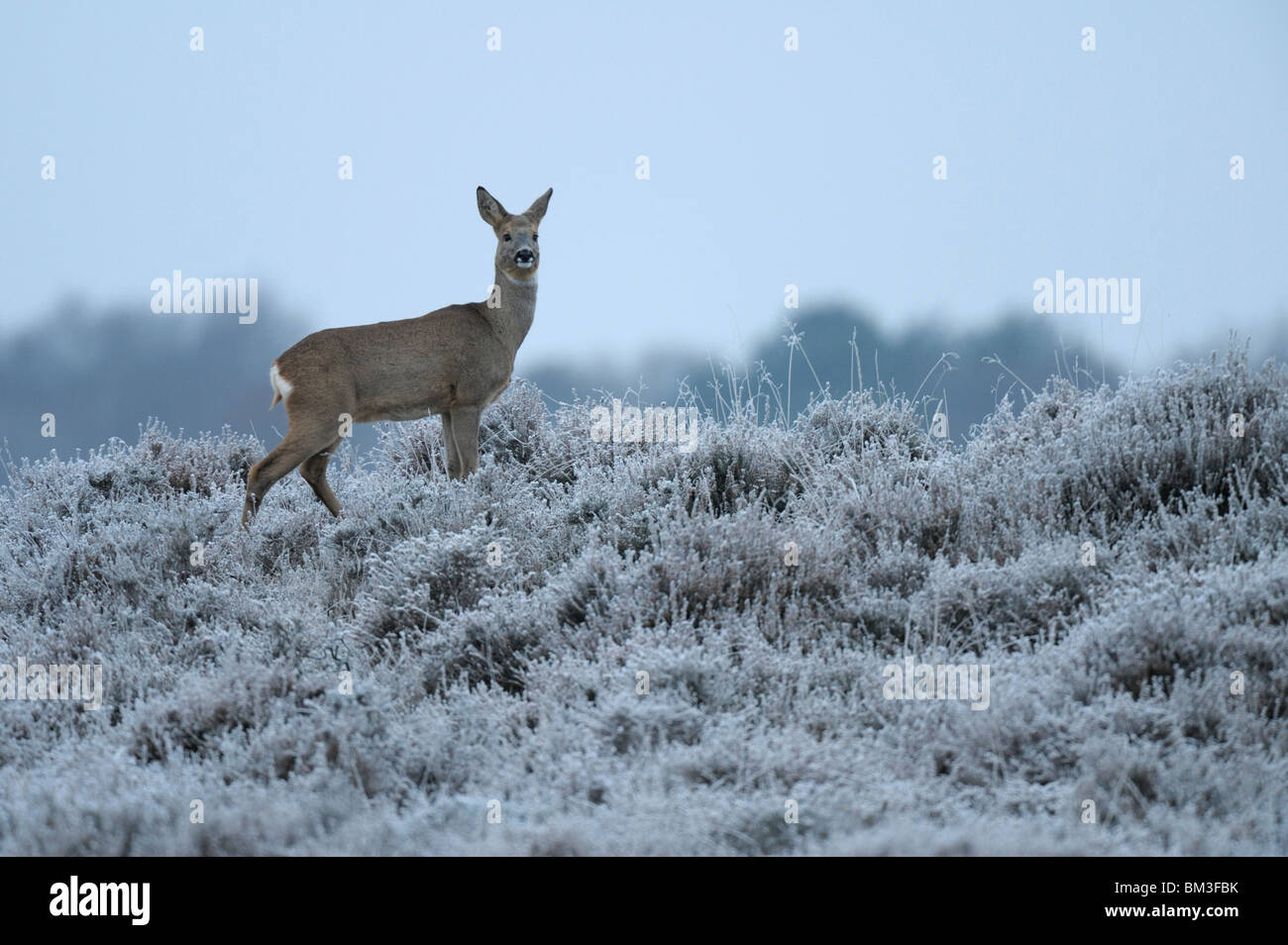 Unione Il capriolo (Capreolus capreolus). Rossi in inverno habitat, Paesi Bassi. Foto Stock