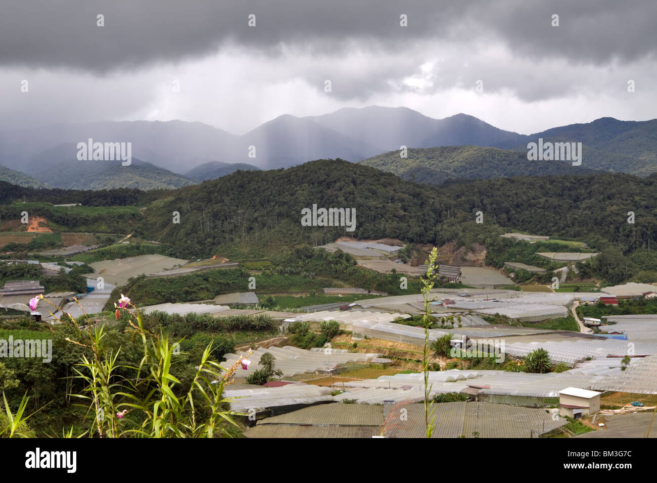 Agricoltura in Cameron Highlands, Malaysia. Foto Stock