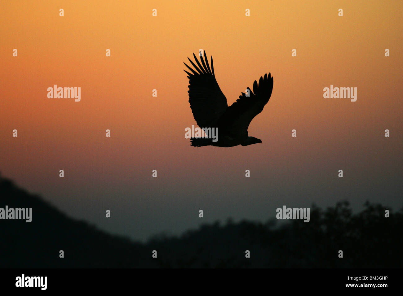Dorso bianco Vulture battenti al tramonto Gyps africanus Foto Stock