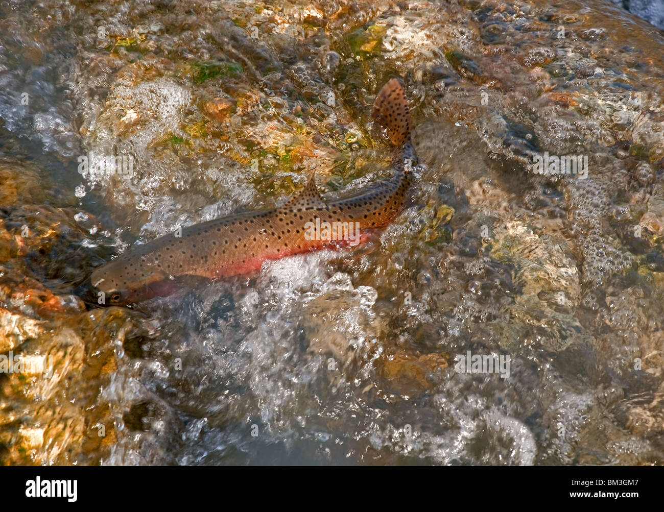 Questa Foto Mostra Un Grande Lahontan Tagliagole Trote Di Deposizione Delle Uova Di Pesce In Un Ruscello Con Un Sacco Di Bolle E Il Movimento Nell Acqua Foto Stock Alamy