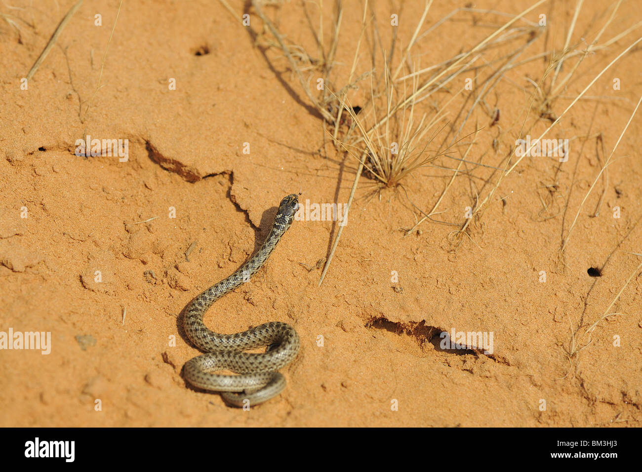 Neonato Montpellier snake strisciando sulla sabbia Foto Stock