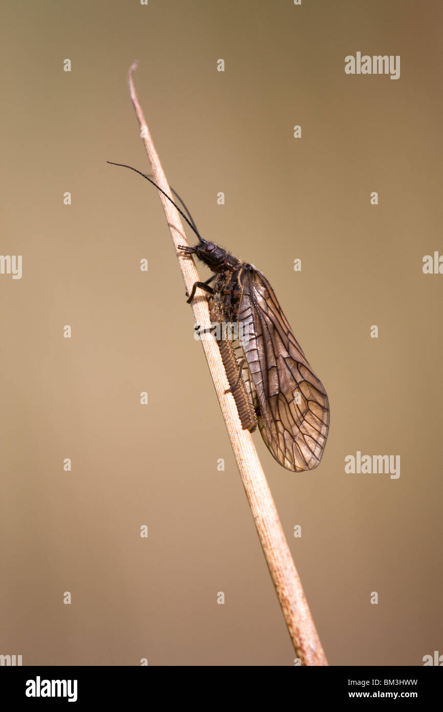 Alder-fly Sialis lutaria femmina adulta uovo che posa su un gambo reed Foto Stock