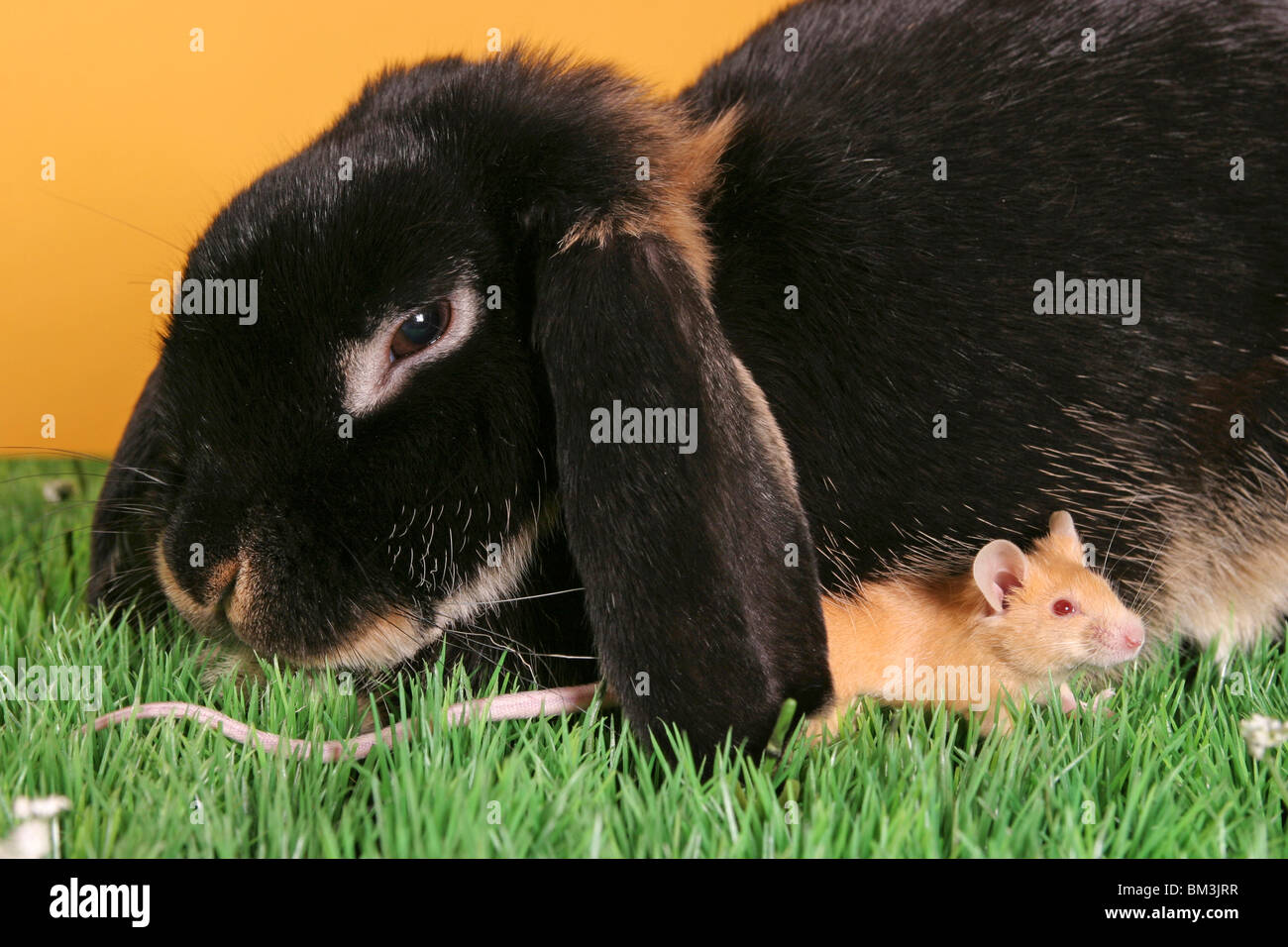 Widder & Maus / bunny & mouse Foto Stock