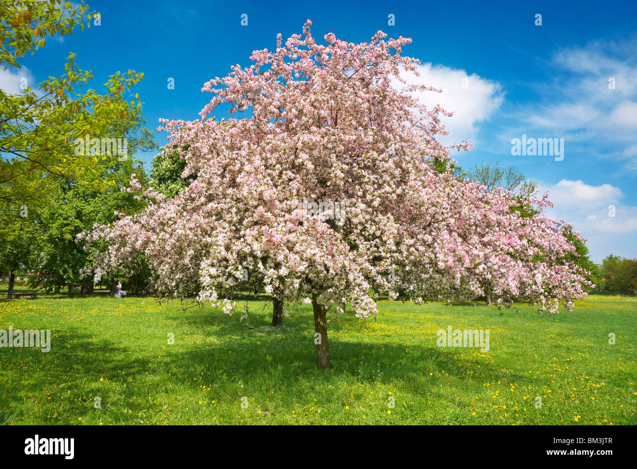 Fioritura di alberi da frutta, tempo di primavera Foto Stock