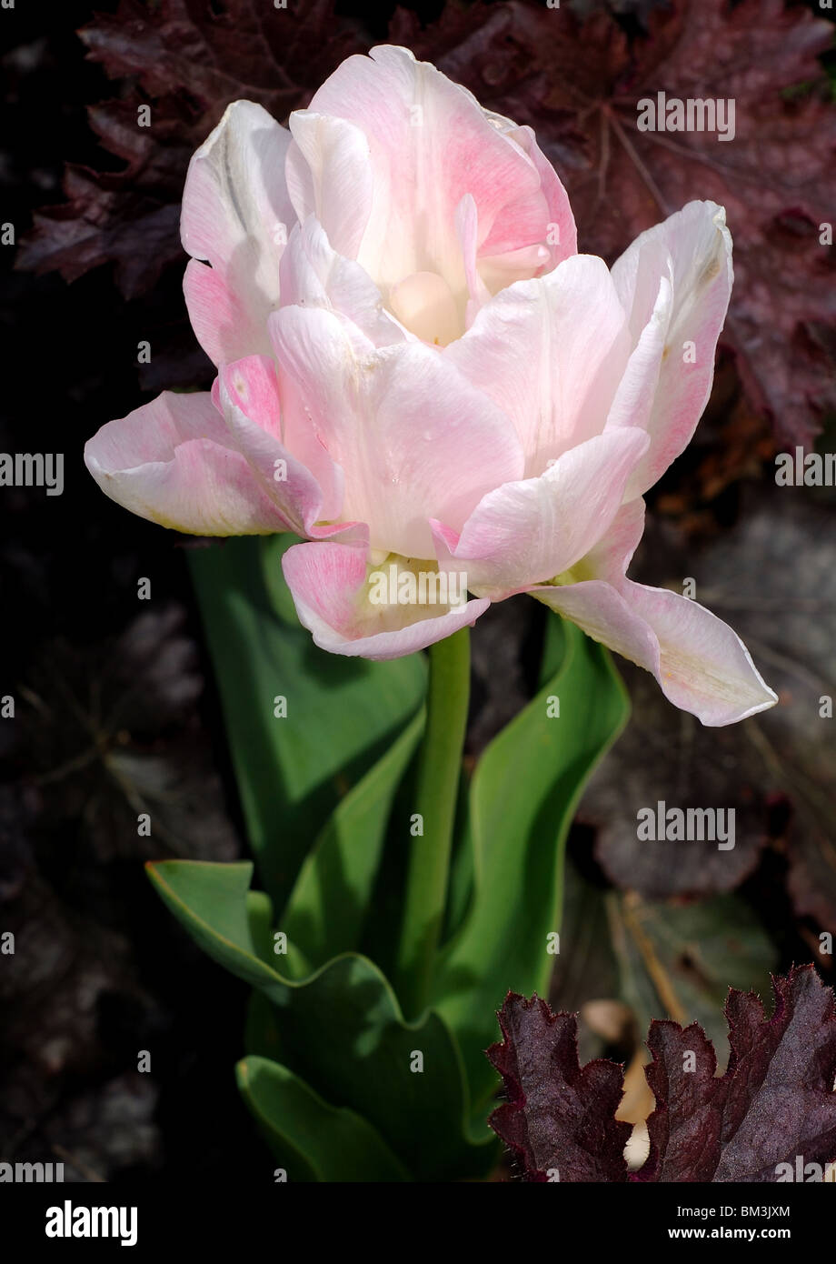 Pink tulip di Angelique varietà Foto Stock