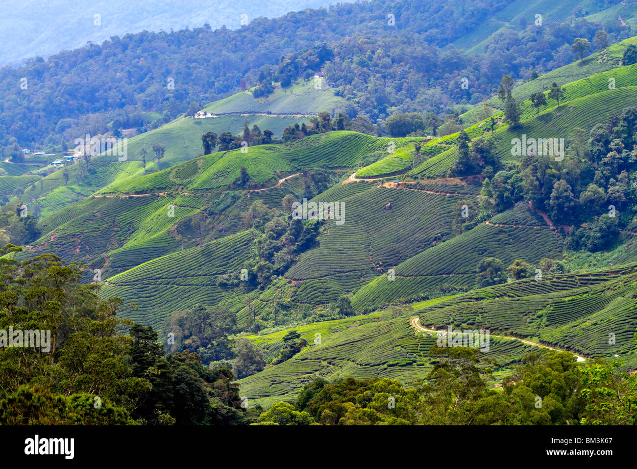 La piantagione di tè, Cameron Highlands, Pahang, Malaysia. Versanti terrazzati e il clima giusto per la coltivazione ad alta qualità di tè Foto Stock