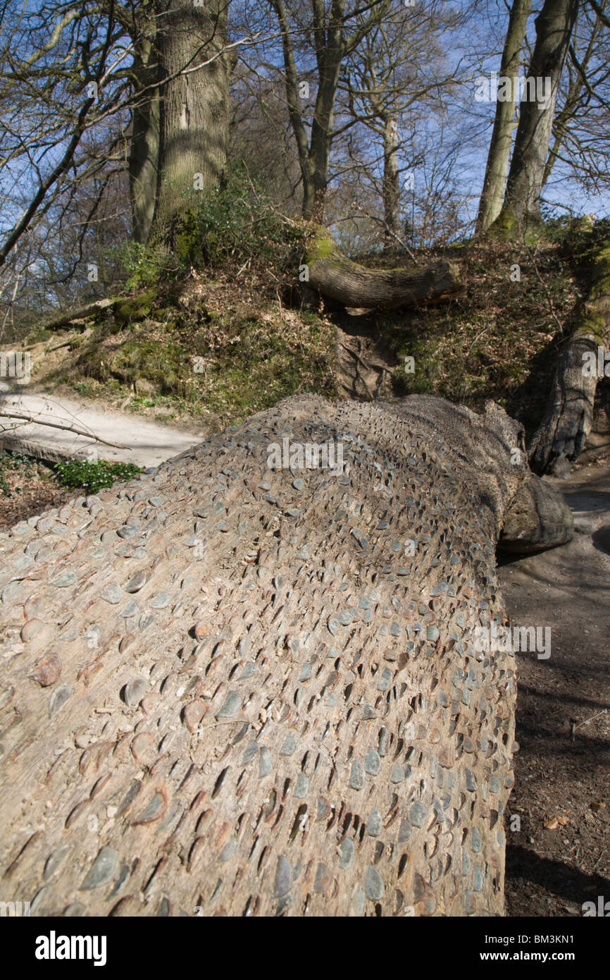Un money tree, coperte di monete martellate dentro la corteccia di albero. Foto Stock