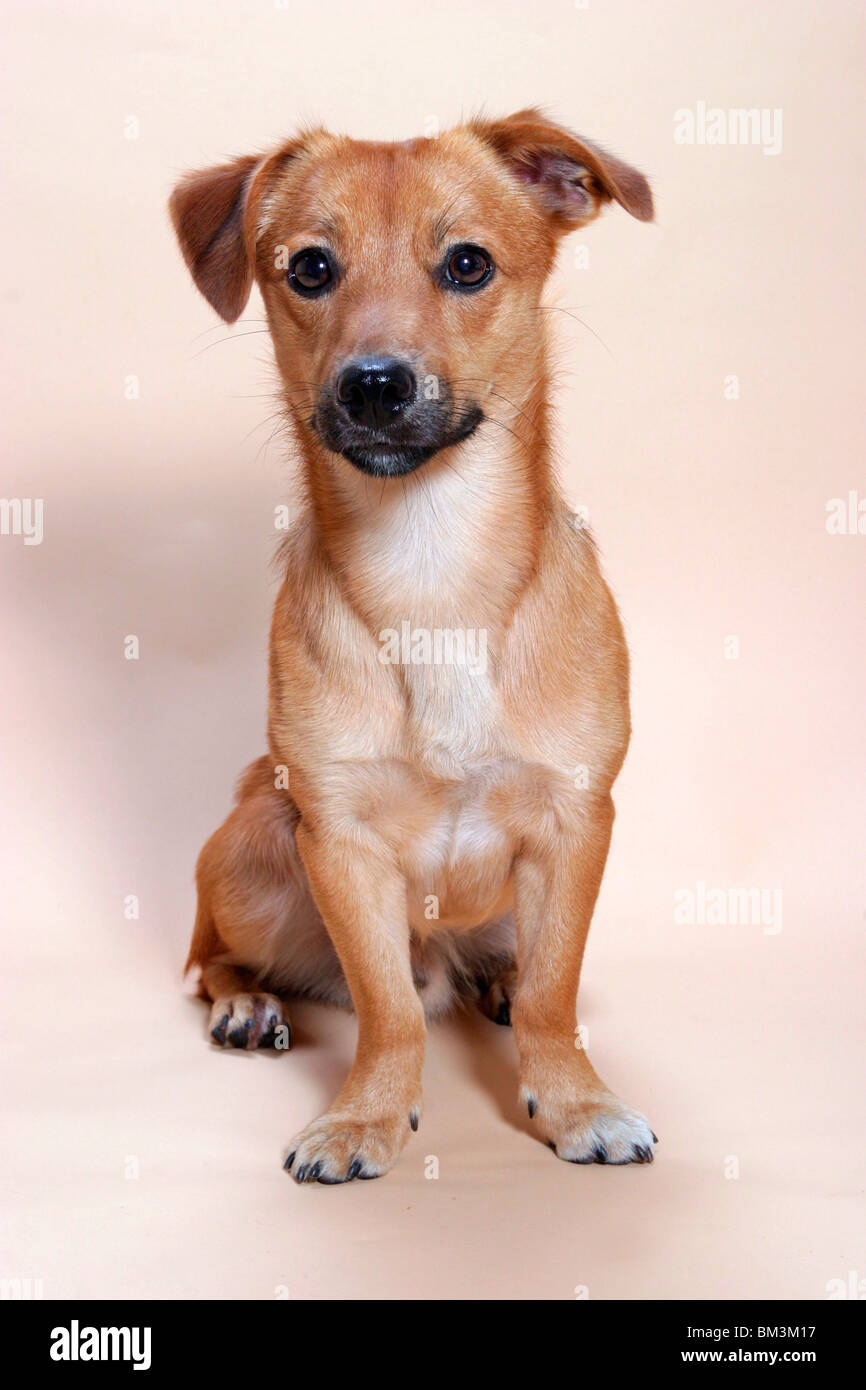 Sitzender kleiner Hund / seduta piccolo cane Foto Stock