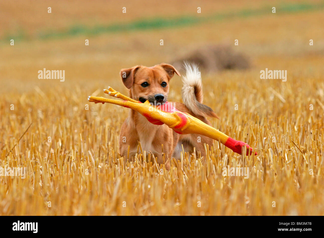 Hund mit Spielzeug / cane con toy Foto Stock