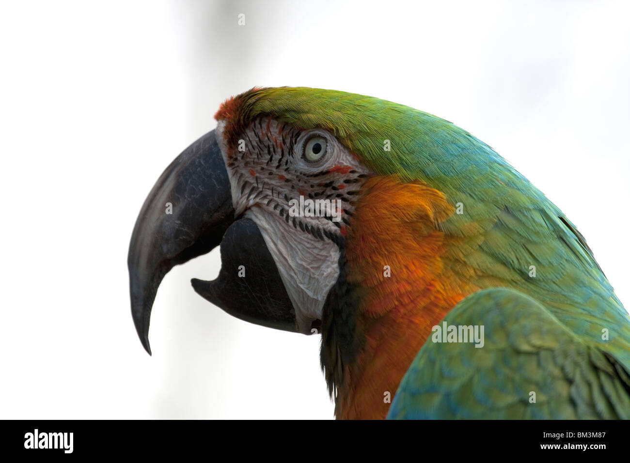 Verde e arancione macaw, colpo alla testa. Foto Stock