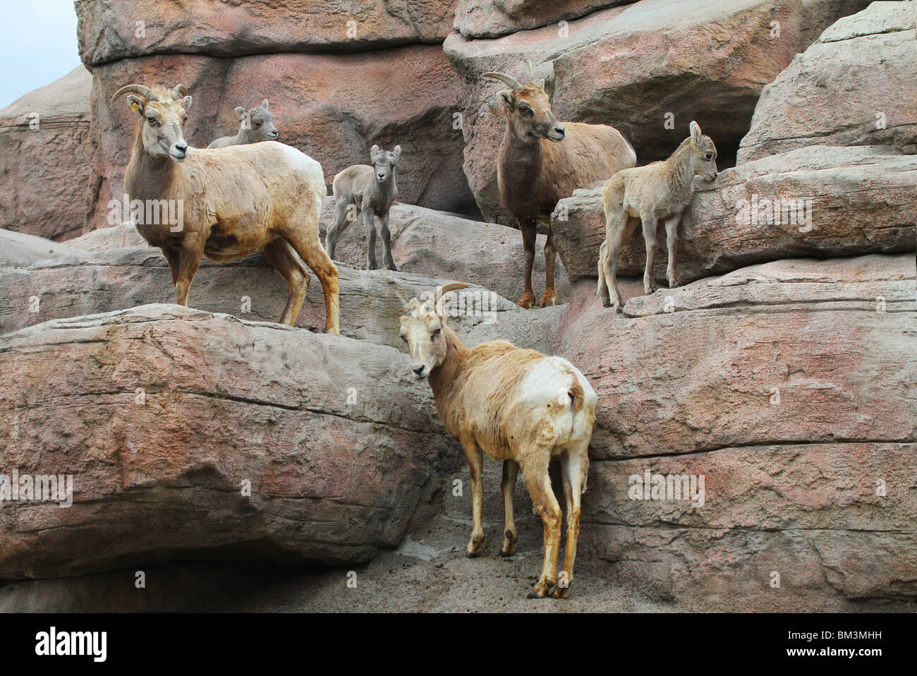 MS-369D, tre BIGHORN Pecore e agnelli Foto Stock