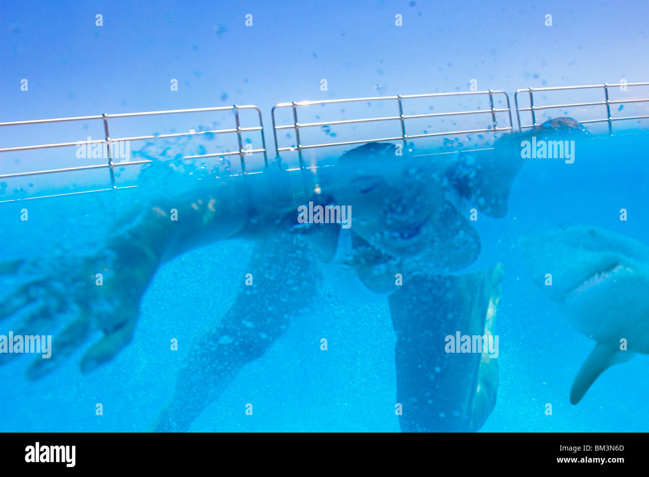 Attacco di squalo Foto Stock