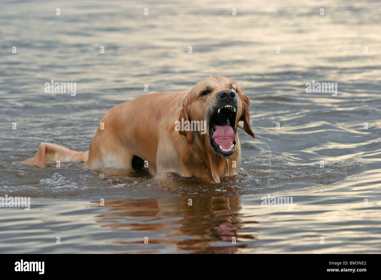Hund im teich immagini e fotografie stock ad alta risoluzione Alamy