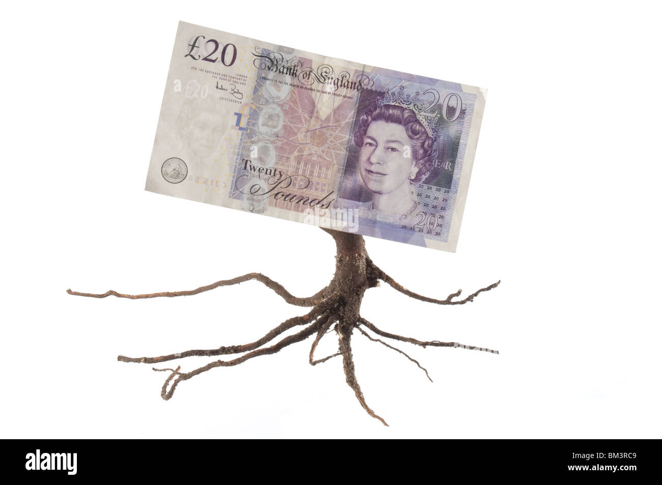 Money Tree,venti pound nota con radici, su sfondo bianco Foto Stock