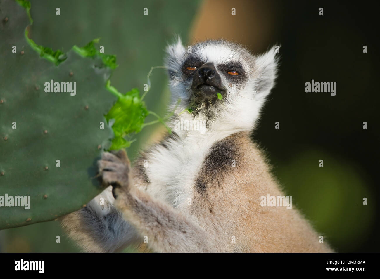 Anello-tailed lemur (Lemur catta), madagascar Foto Stock
