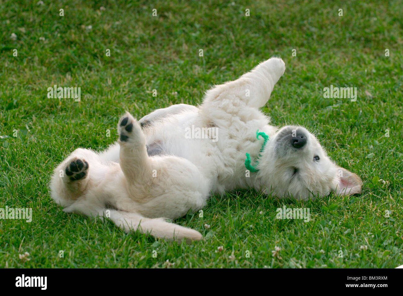 Retriever Welpe wälzt sich / wallowing pup Foto Stock