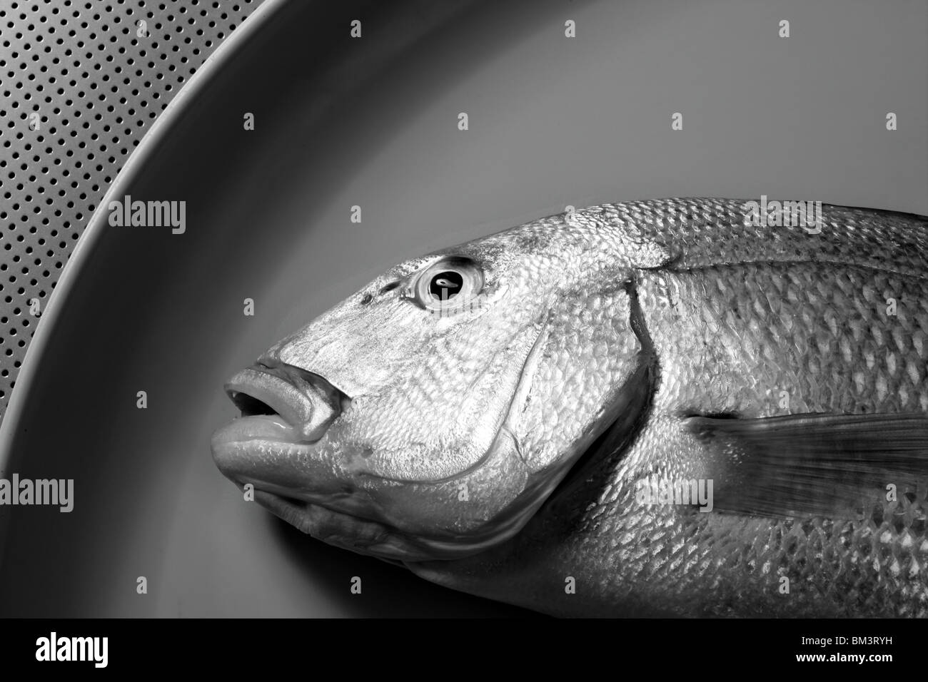 Pesce muso Foto e Immagini Stock in Bianco e Nero - Alamy
