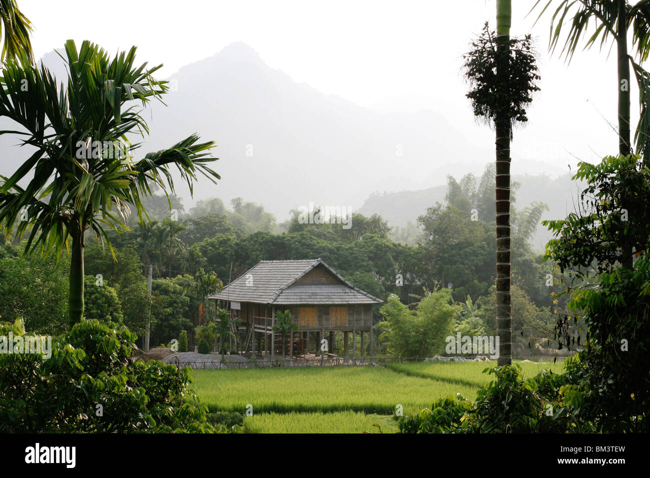 Legno Casa Stilt e di riso paddy in Mai Chau Valley, Vietnam Foto Stock