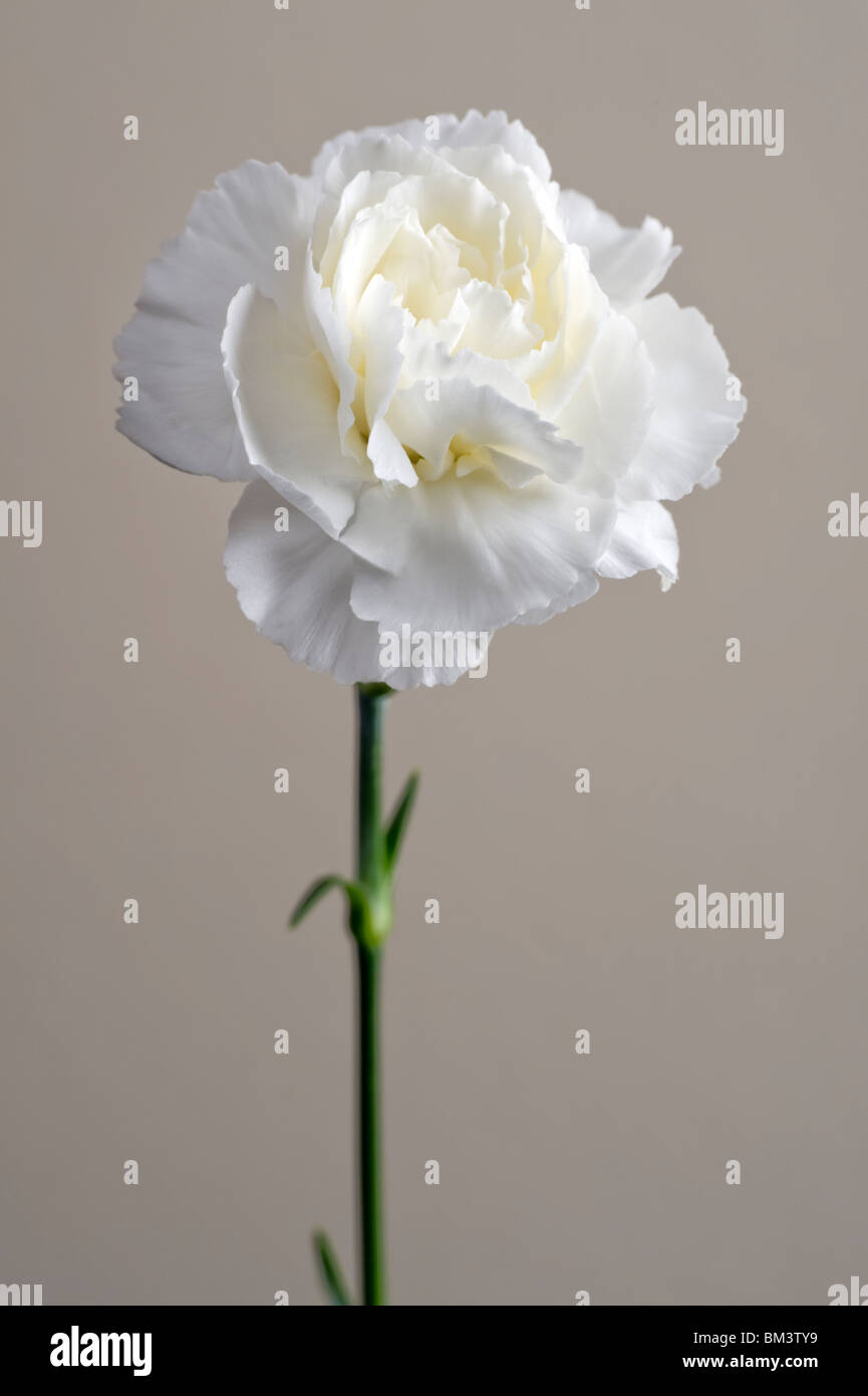 Unico bianco fiori di garofano contro folle di sfondo per studio Foto Stock