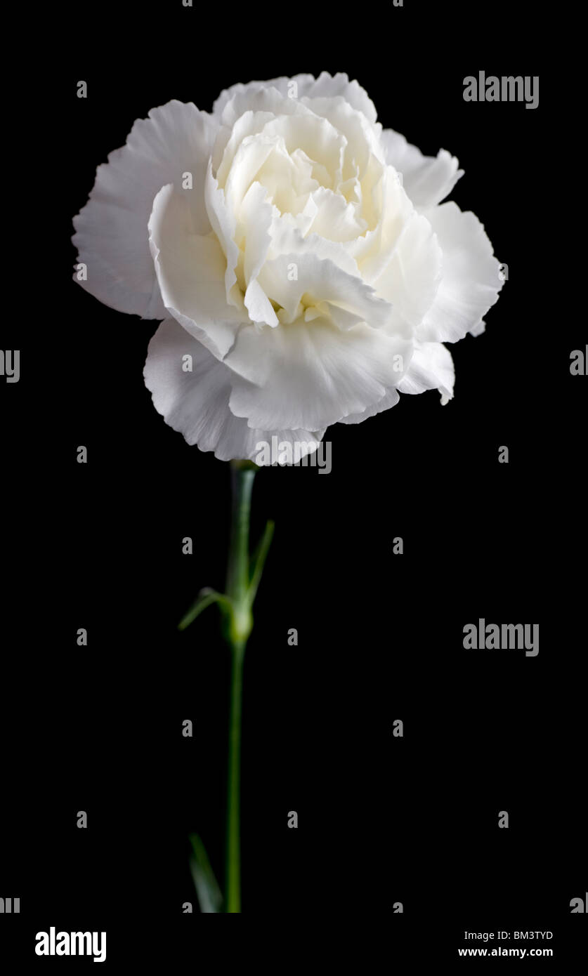 Garofano bianco immagini e fotografie stock ad alta risoluzione - Alamy