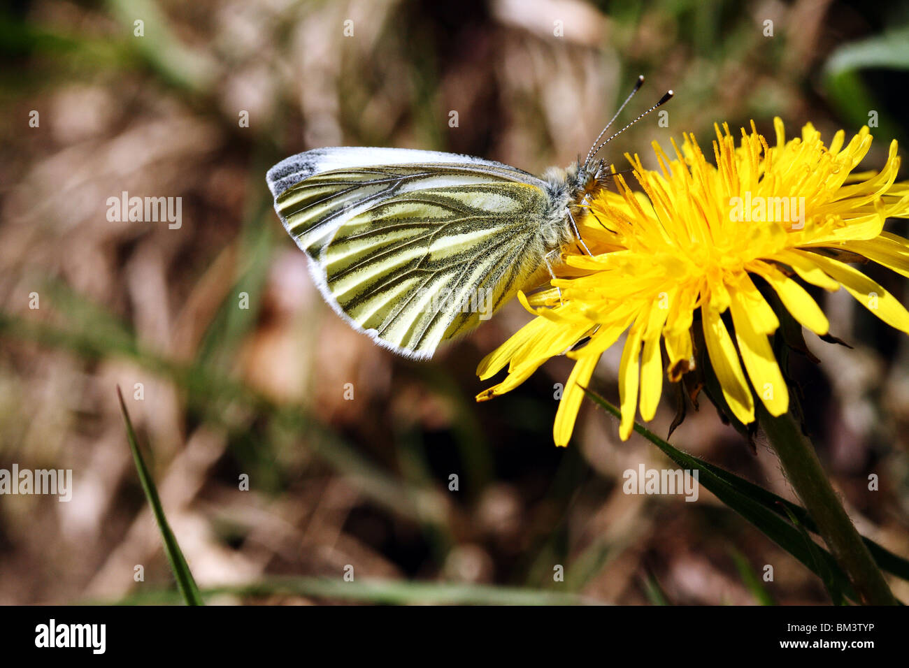 Verde bianco venato Sarcococca napi Butterfly famiglia Pieridae Foto Stock