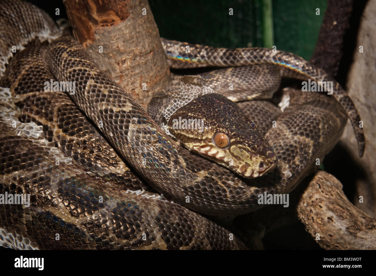 Amazon Tree Boa (Corallus hortulanus) Foto Stock