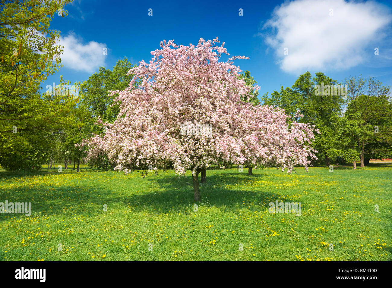 Fioritura di alberi da frutta, tempo di primavera Foto Stock