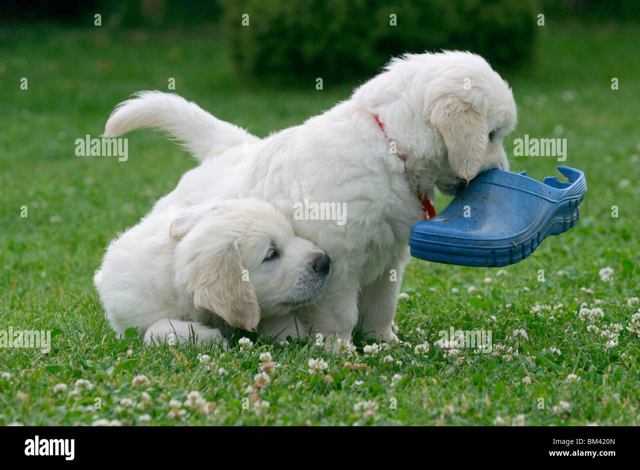 Spielende Welpen / Playing Pups Foto Stock