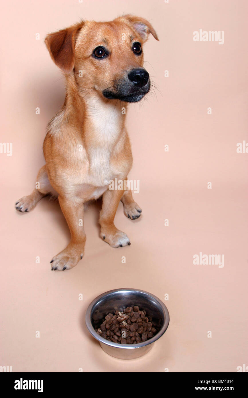 Hund sitzt Futternapf vor / cane seduti nella parte anteriore del piatto Foto Stock