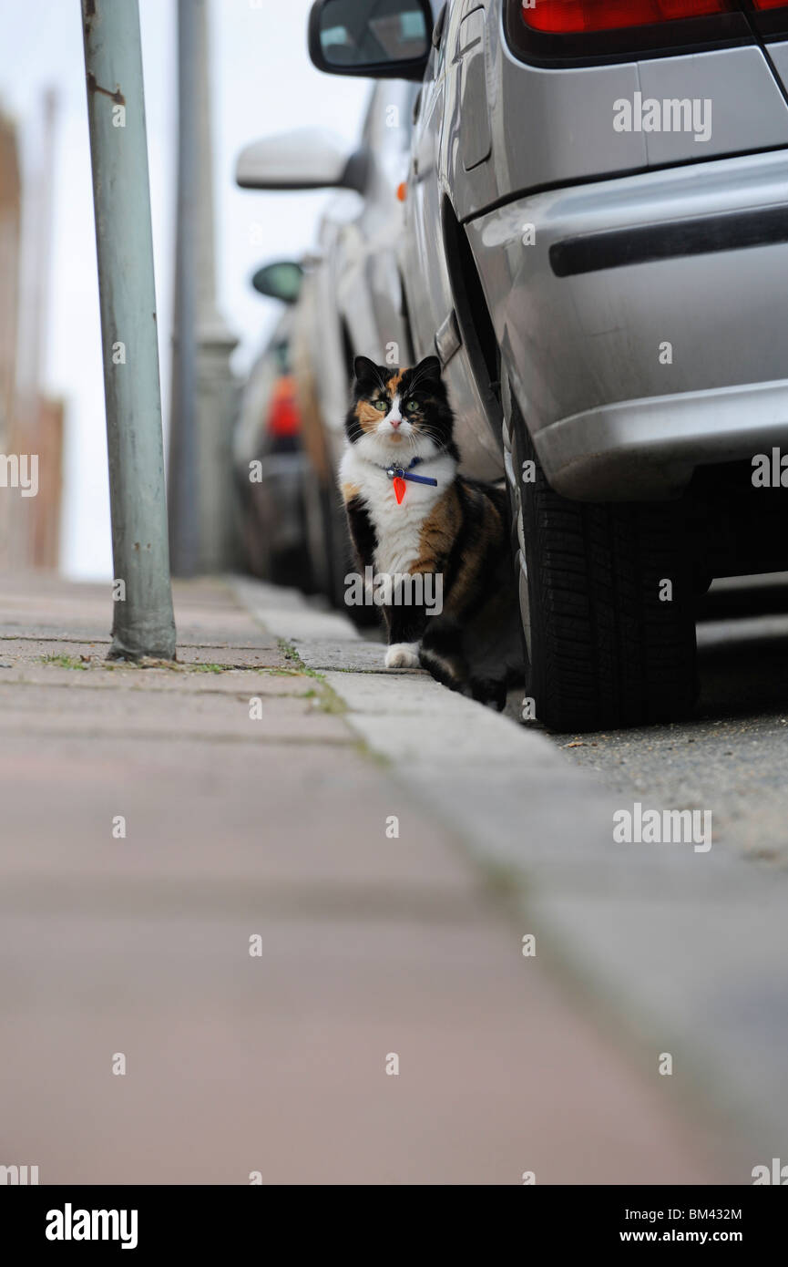 Un gatto seduto sul marciapiede accanto a un'auto parcheggiata ad Hannover, Brighton. Foto di Jim Holden Foto Stock