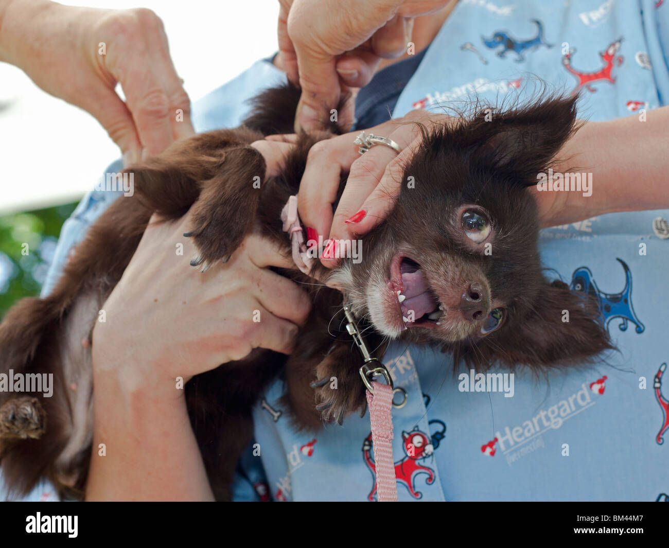 Humane Society clinica di vaccinazione per animali domestici di persone Low-Income Foto Stock