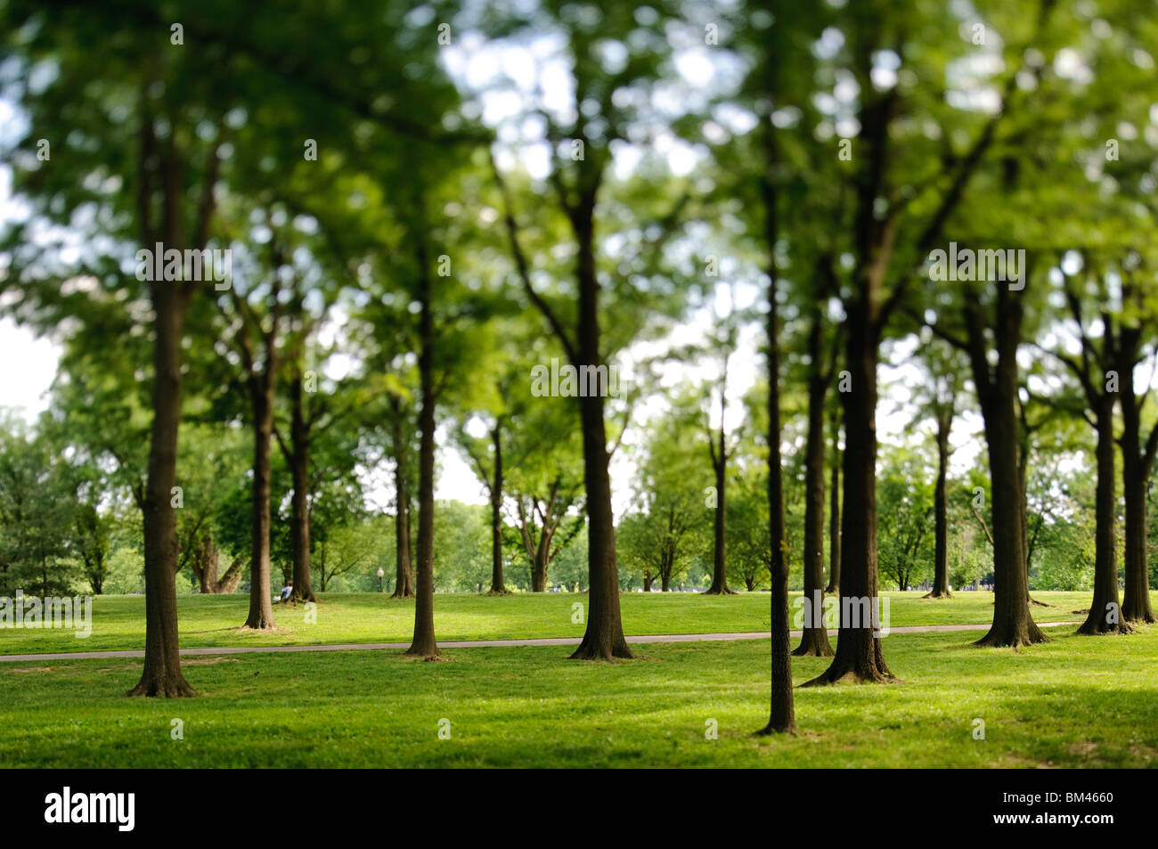 WASHINGTON DC, Stati Uniti d'America - Forest scena. NB: Questo è utilizzando tilt-shift tecnica fotografica e ha una molto stretto campo di messa a fuoco. Foto Stock