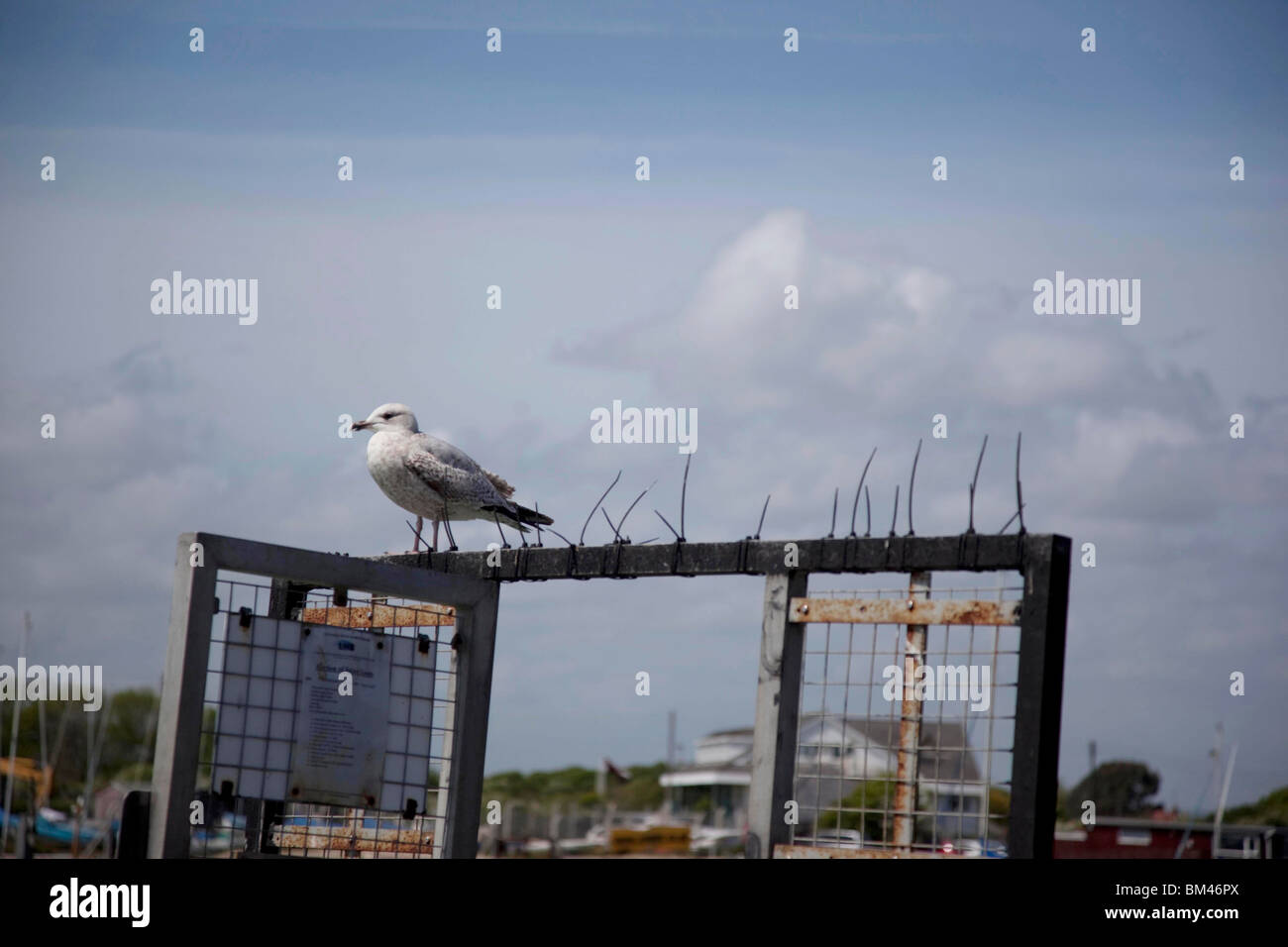 Sea Gull, in piedi sul deterrente, Littlehampton Foto Stock