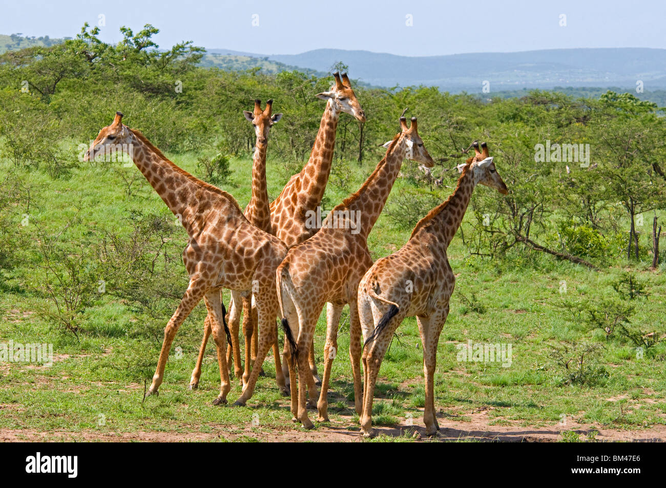 Un ventilatore di giraffe Foto Stock