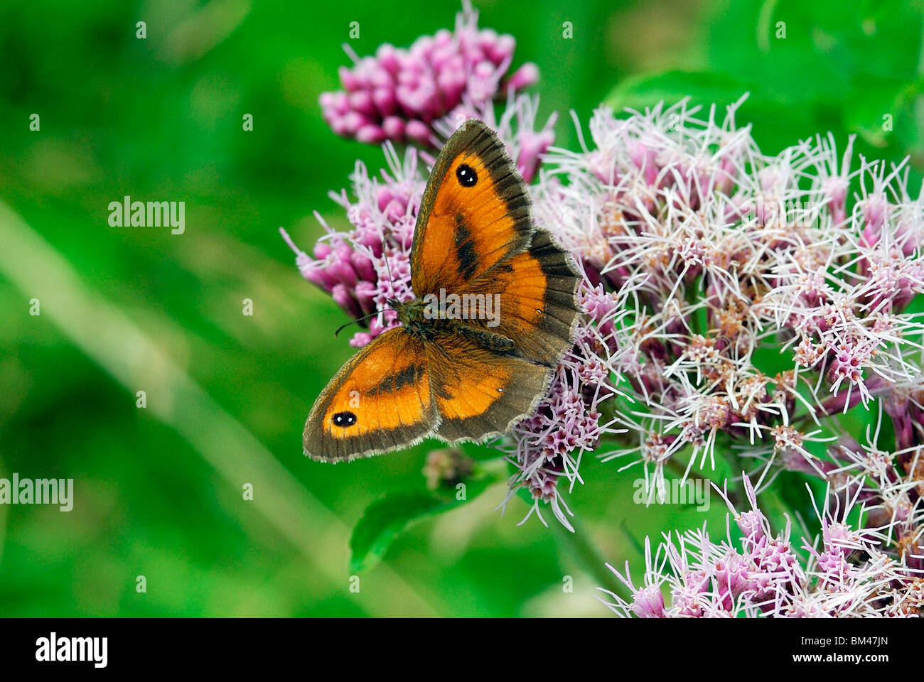 Farfalla di gatekeeper Foto Stock