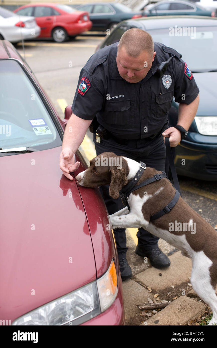 Funzionario di polizia ispeziona le vetture a scuola parcheggio con 'Buddy' un contrabbando-sniffing English Springer spaniel cane Foto Stock