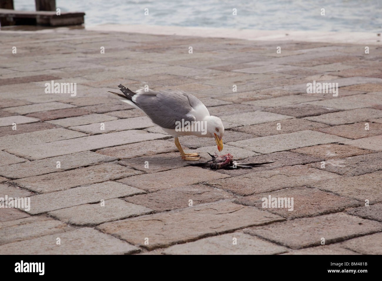 Aringa gabbiano mangiare uccello morto, Quayside, Venezia Foto Stock