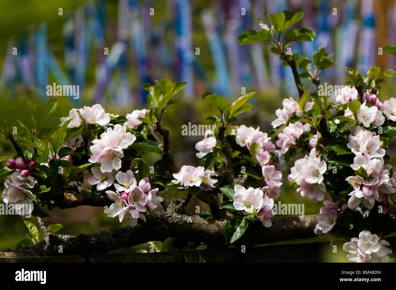 Apple Blossom su espaliered meli a Painswick Giardino rococò in Cotswolds Foto Stock Apple Blossom su espaliered meli a Painswick Giardino rococò in Cotswolds Foto Stock