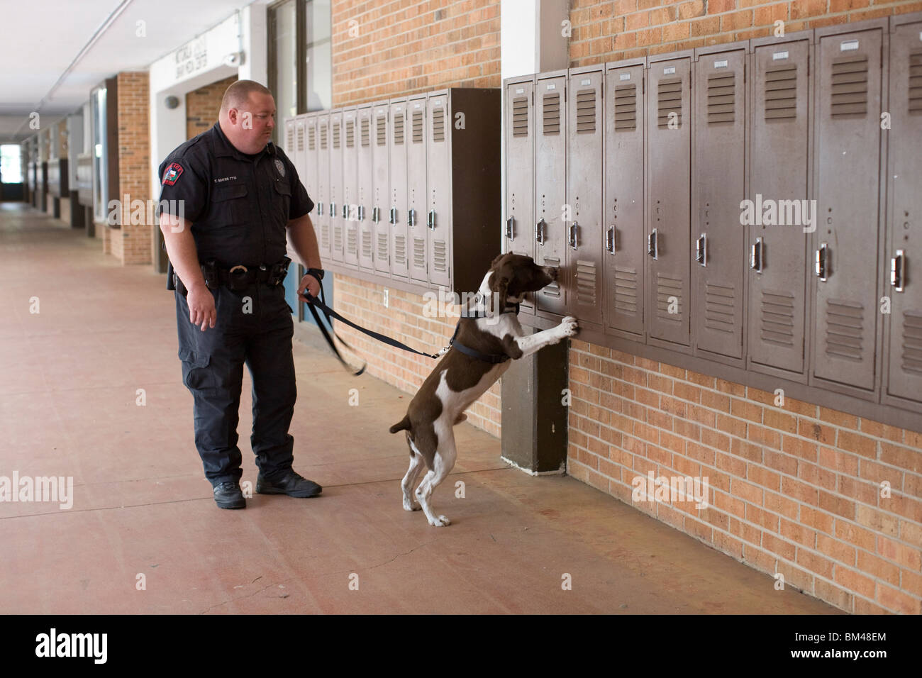 Funzionario di polizia ispeziona high school di armadietti con 'Buddy", un contrabbando-sniffing English Springer spaniel cane Foto Stock