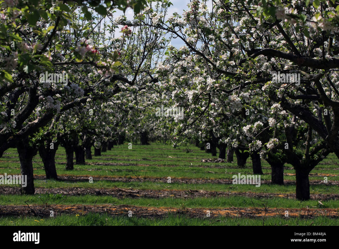 Una vista di apple blossom su alberi da frutto in un frutteto Foto Stock