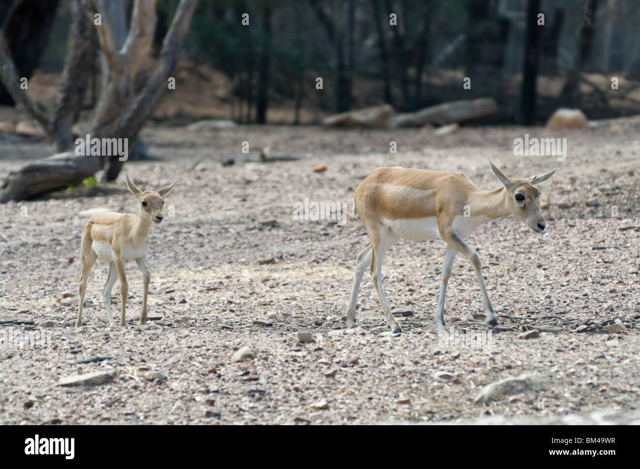 Chital cheetal macchiati o asse deer Foto Stock