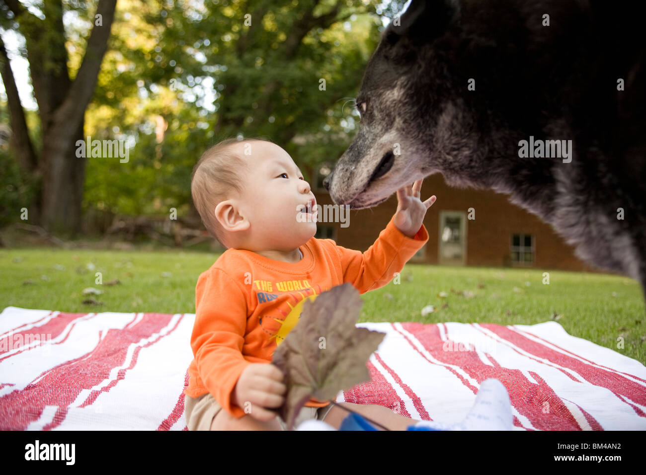Asian baby boy giocando con il cane Foto Stock