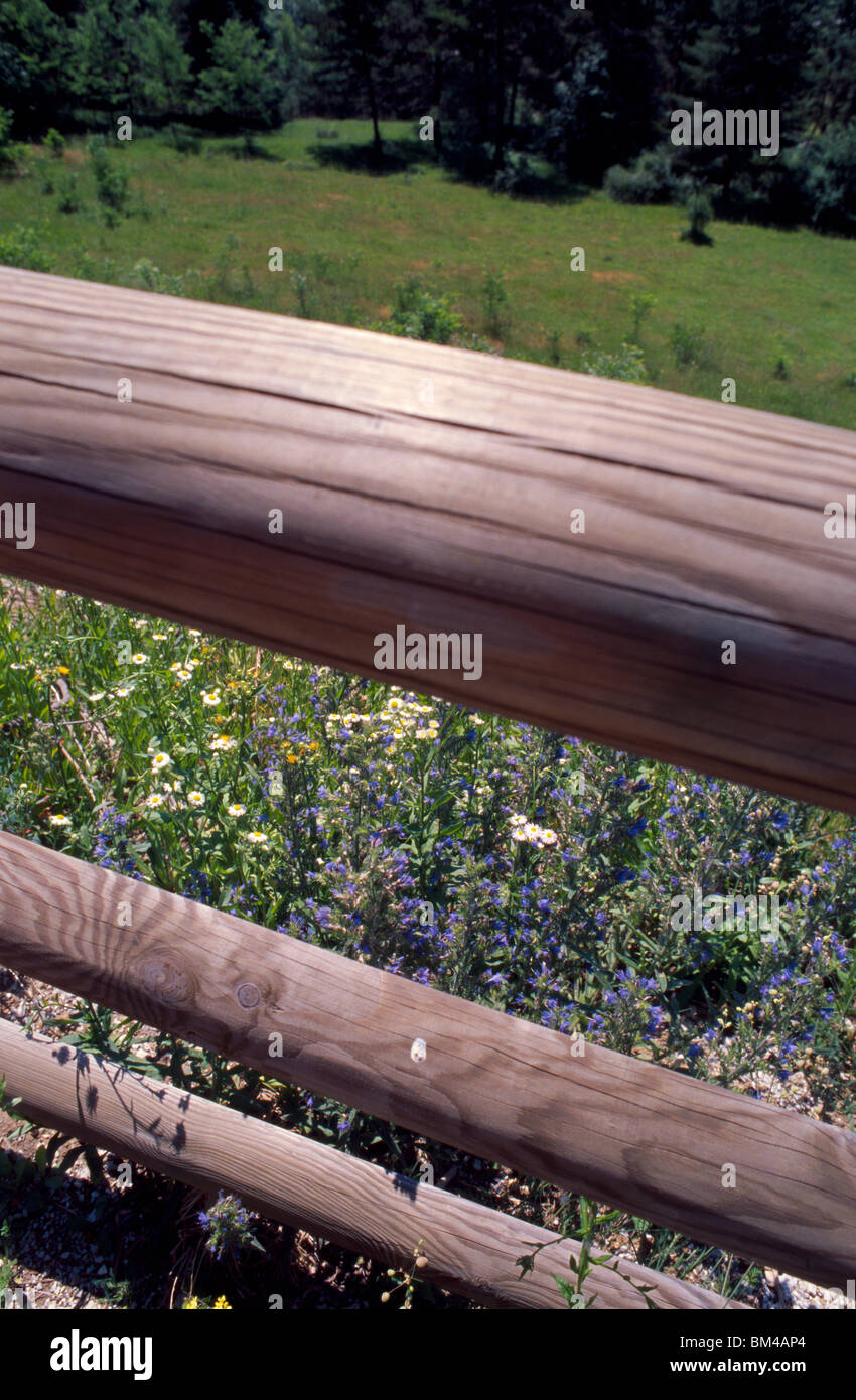 La Slovenia, Giugno 2009 -- Fiori sul prato / paesaggio sloveno vicino al lago di Bled. Foto Stock