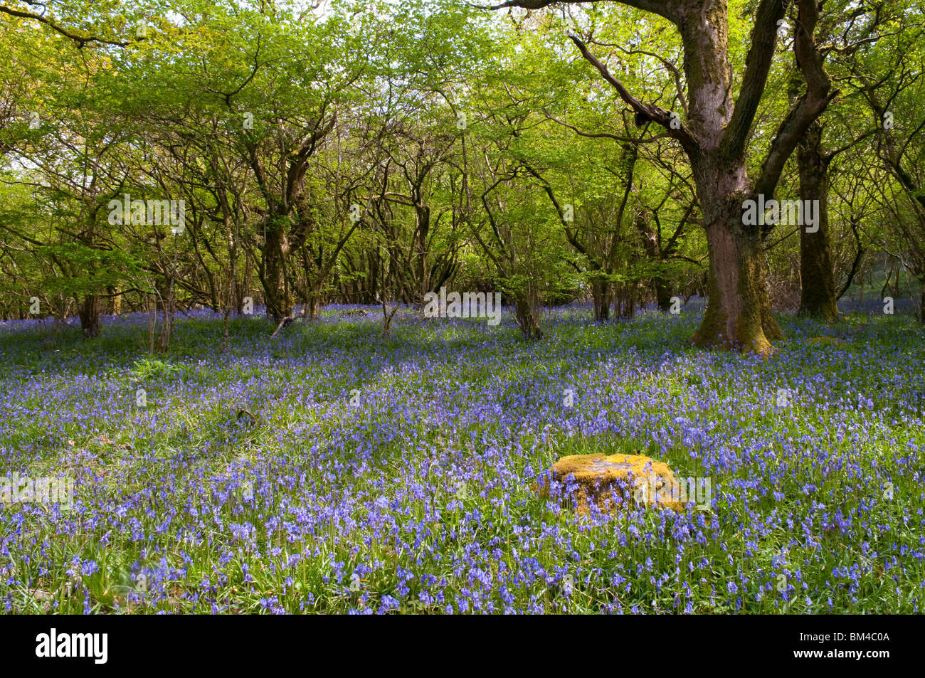 Bluebells in un bosco vicino a Okehampton, Devon Foto Stock