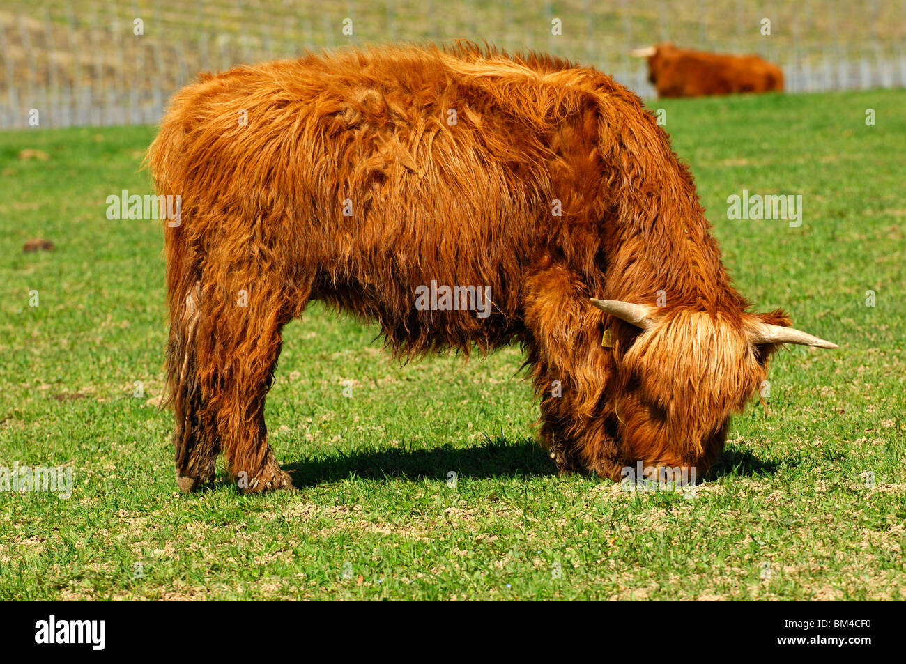 Giovane, rosso-marrone di Highland Bovini, Kyloe Foto Stock