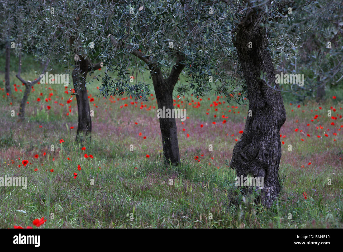 Papaveri crescente tra gli olivi in Abruzzo Foto Stock
