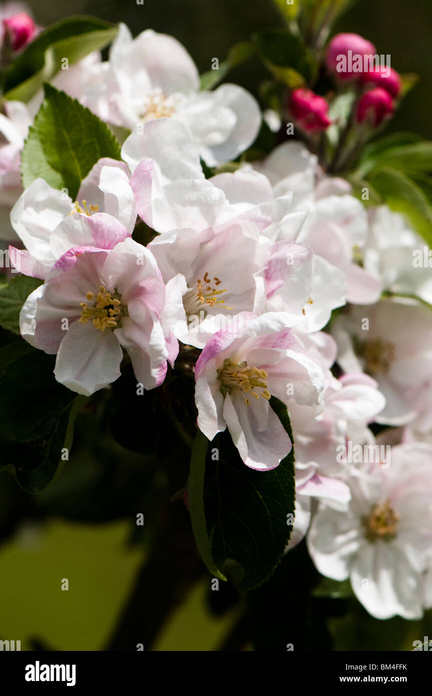 Blossom su Apple "Coeur de boeuf' albero della mela in primavera Foto Stock